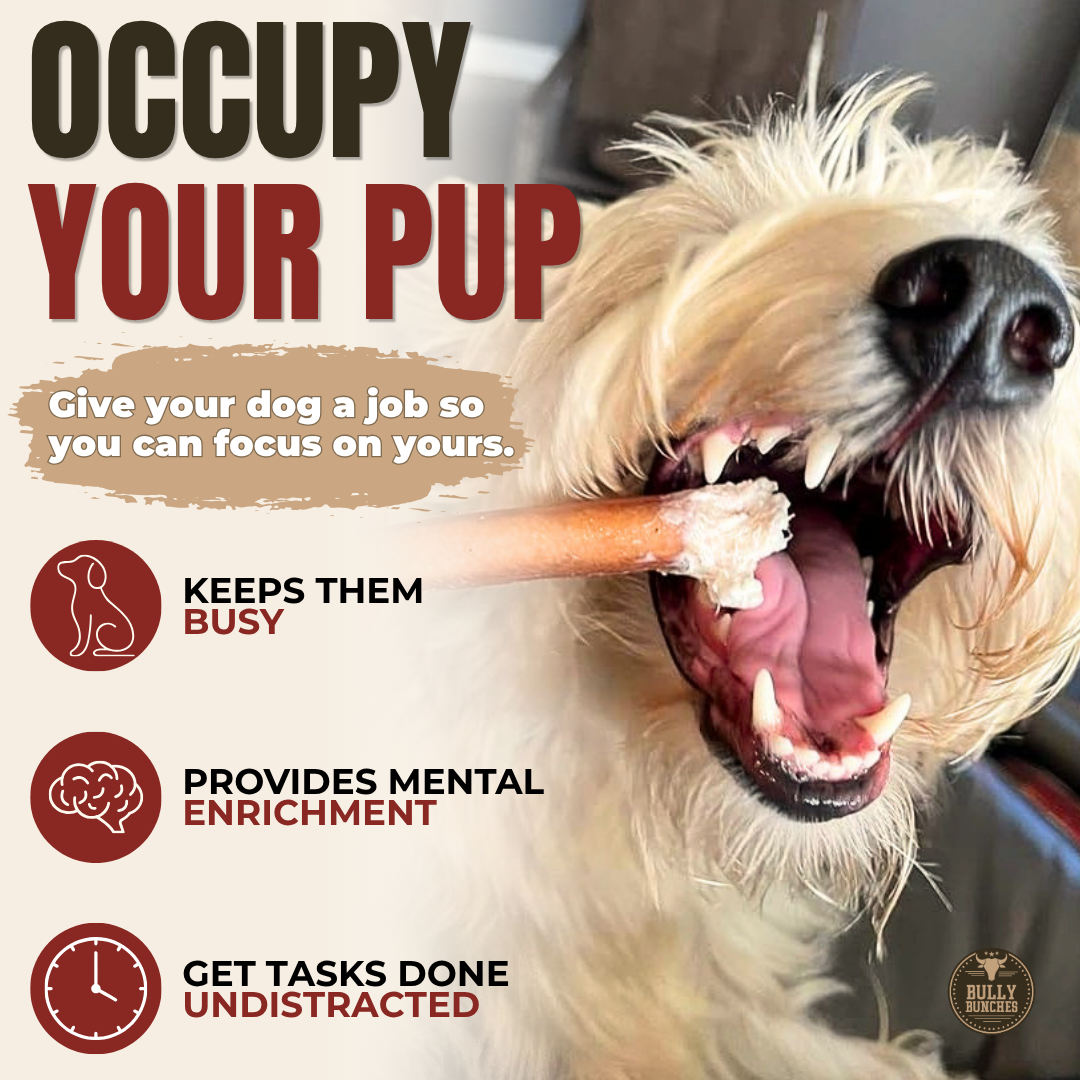 Bâton de bœuf standard de 6 pouces pour chiens