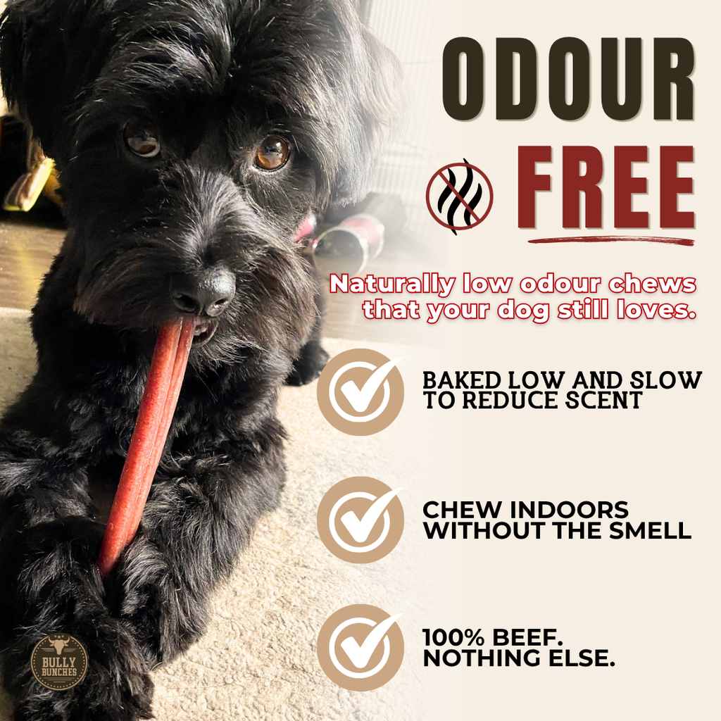 Bâton de bœuf standard de 6 pouces pour chiens