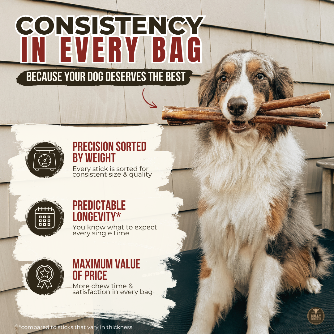 Bâtons de bœuf Bully Bunches, qualité constante pour chiens