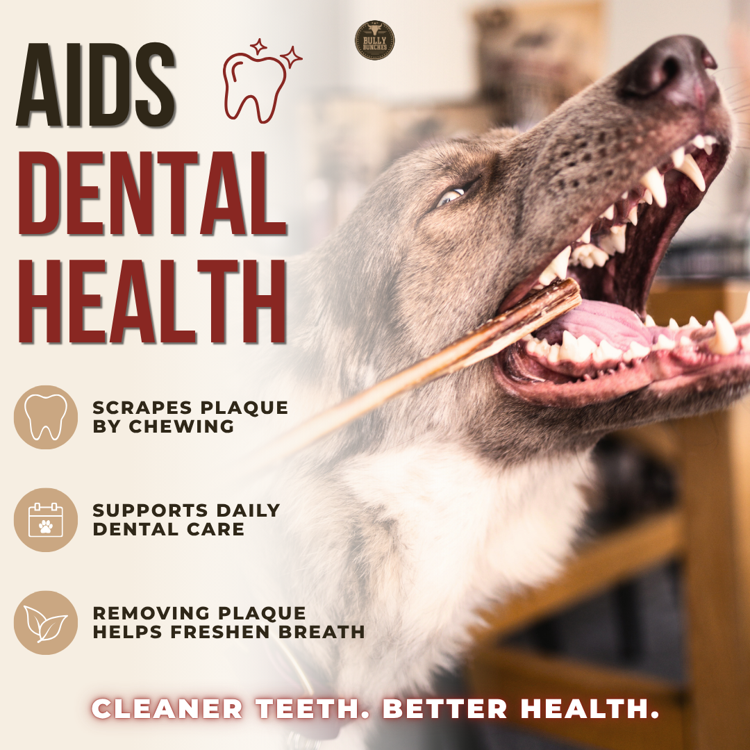 Bâton de bœuf pour la santé dentaire des chiens