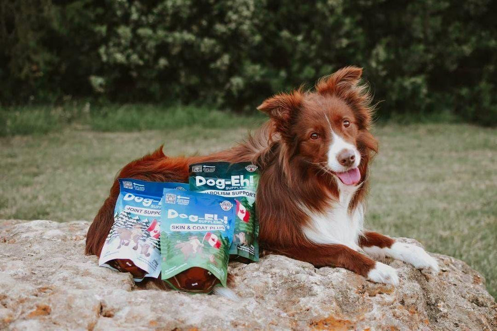 Chien couché sur un rocher avec trois sachets de suppléments Dog-Eh!