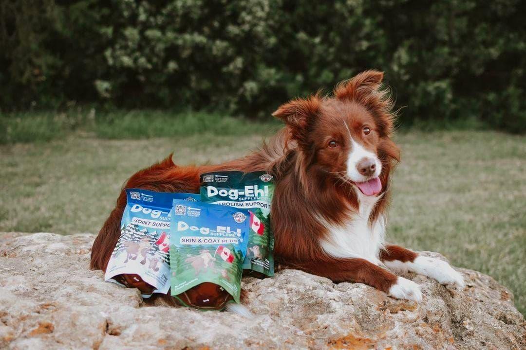Chien couché sur un rocher avec trois sachets de suppléments Dog-Eh!